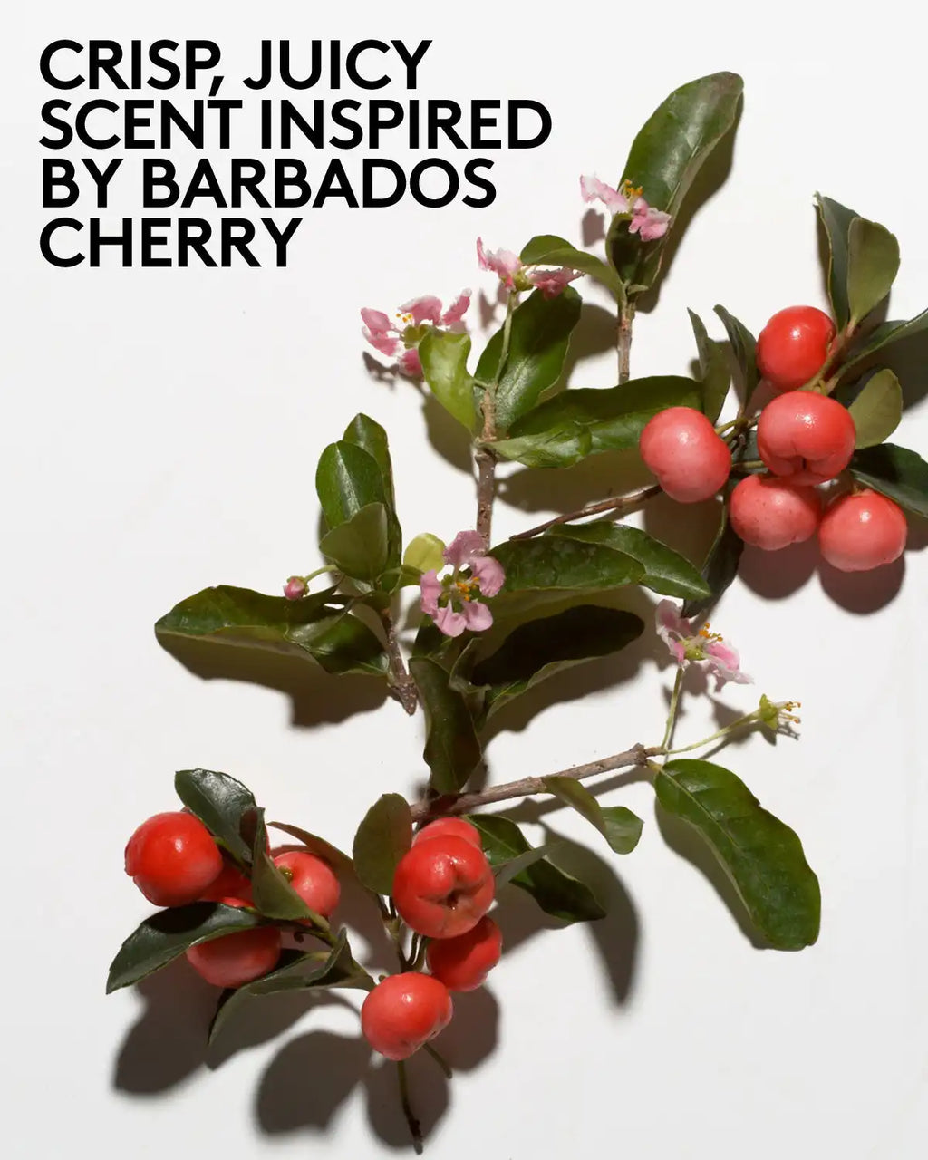 Cherry Dub Triple Action AHA Body Scrub